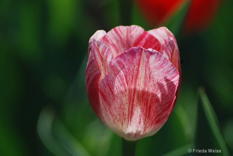sunlit tulip