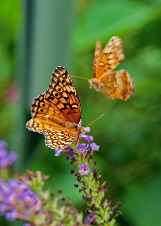 Butterfly Runway