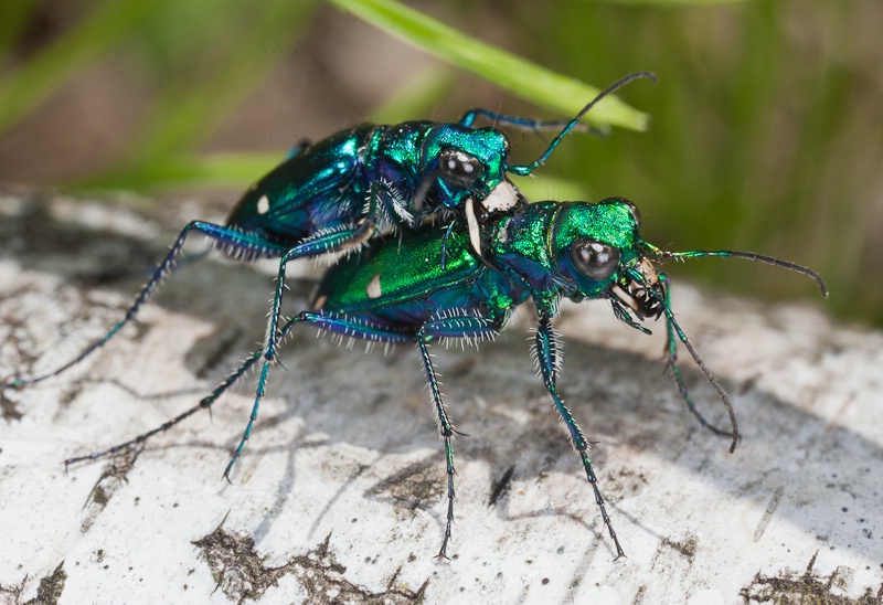 Tiger Beetles