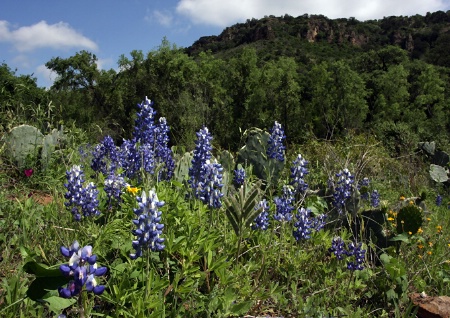 Valley of the  Bluebonnets