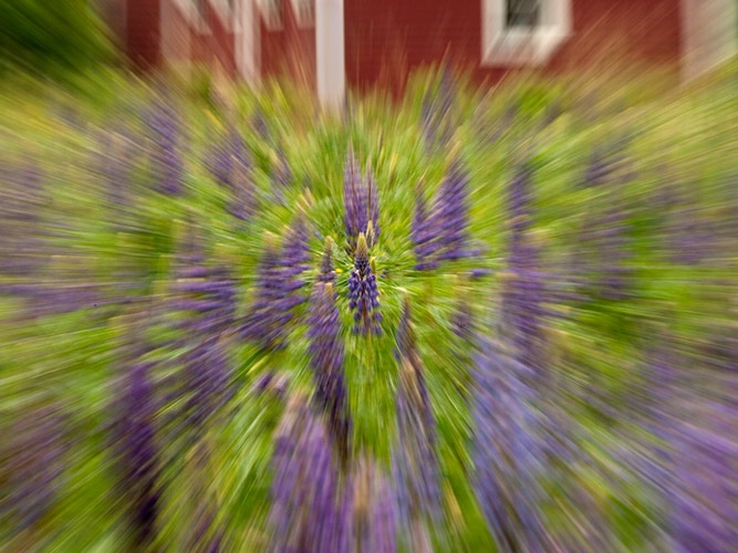 Lupine Explosion