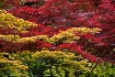 Palette