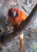 Aquarium Monkey