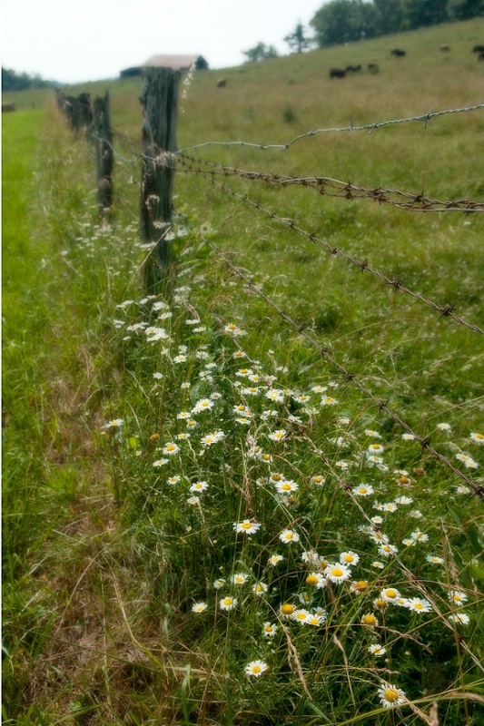 Daisies and Barbed Wire