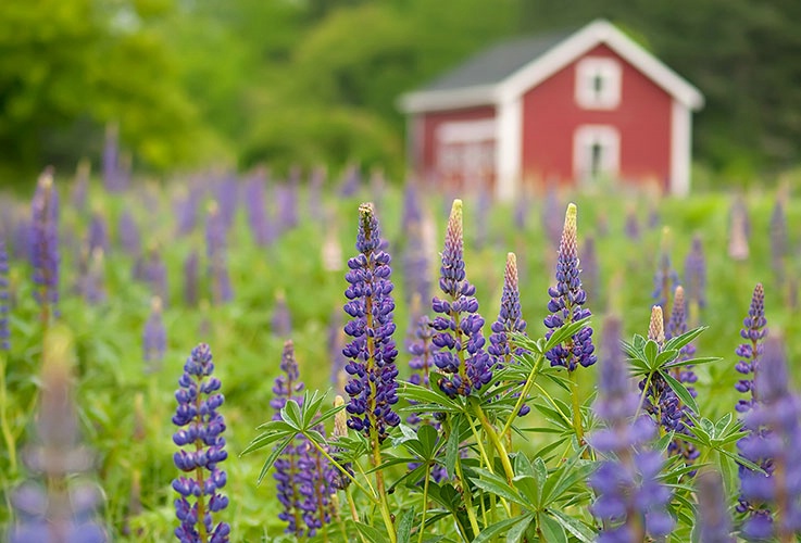 Country Lupines