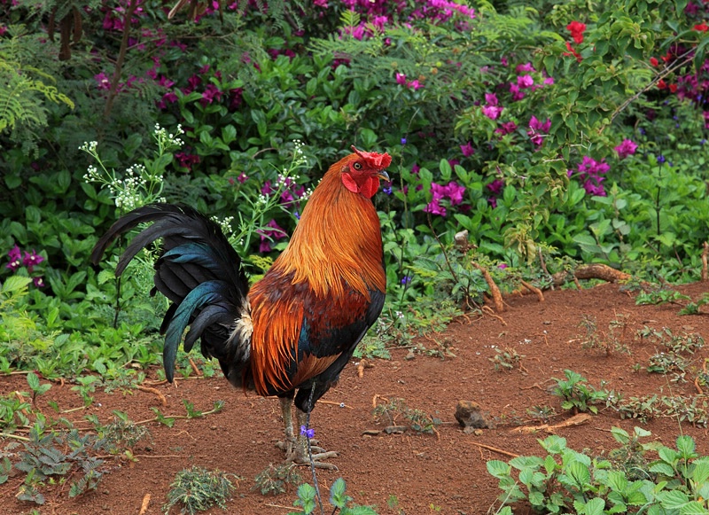 Feral Rooster in Paradise