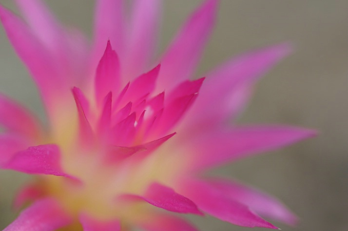 cactus in bloom