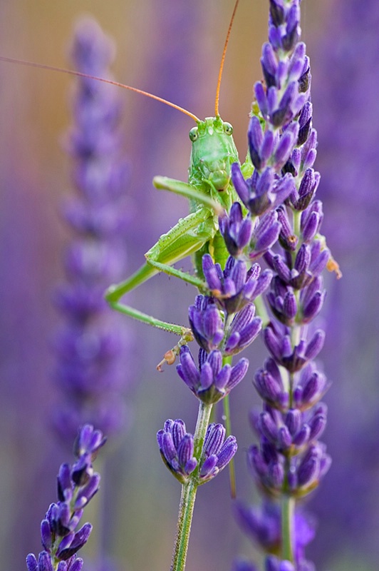 Monsieur Grasshopper