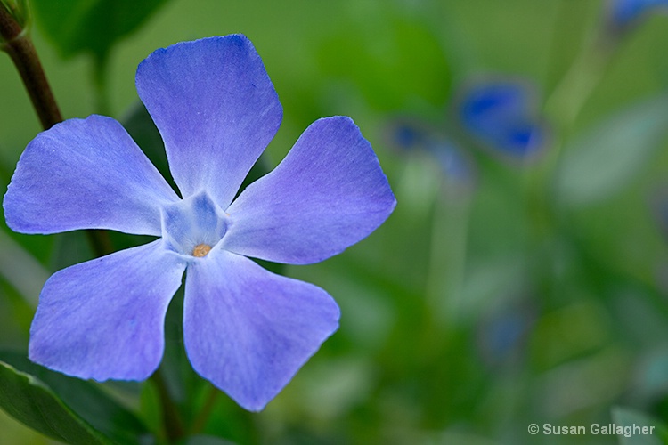 Periwinkle - ID: 10443970 © Susan Gallagher