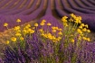 Provence Pleasure