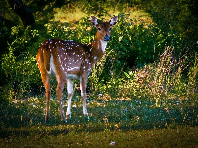 Axis Deer Evening Light