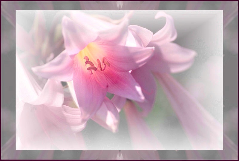 pink lilies