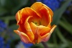 Tulip