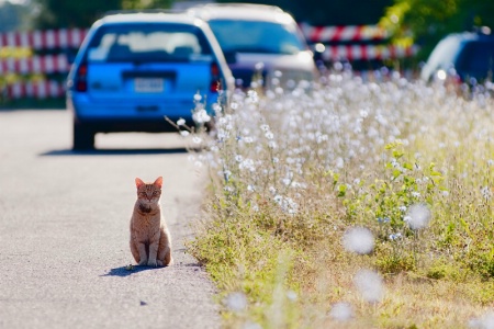 Cat at the End of the Road