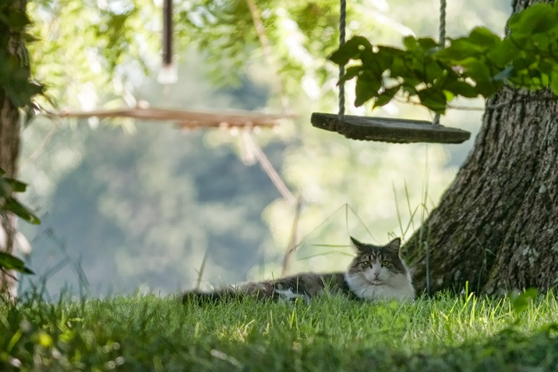 Country Cat and Tree Swing