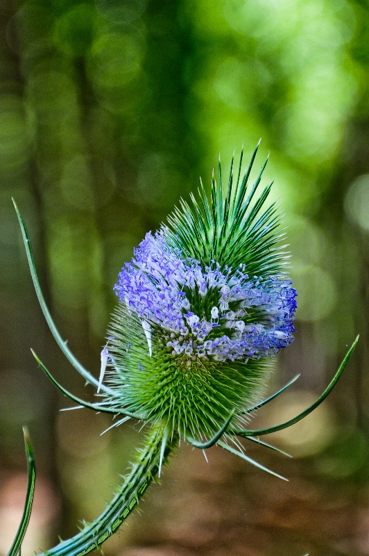 Forest Flower