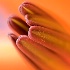 © Susan Gallagher PhotoID# 10574468: Lily Stamens