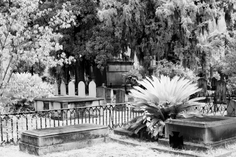 Laurel Grove Cemetery Scene