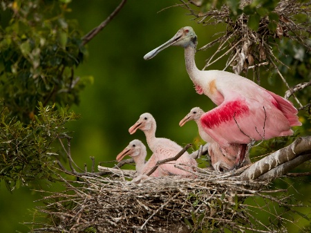 Spoonbill Family