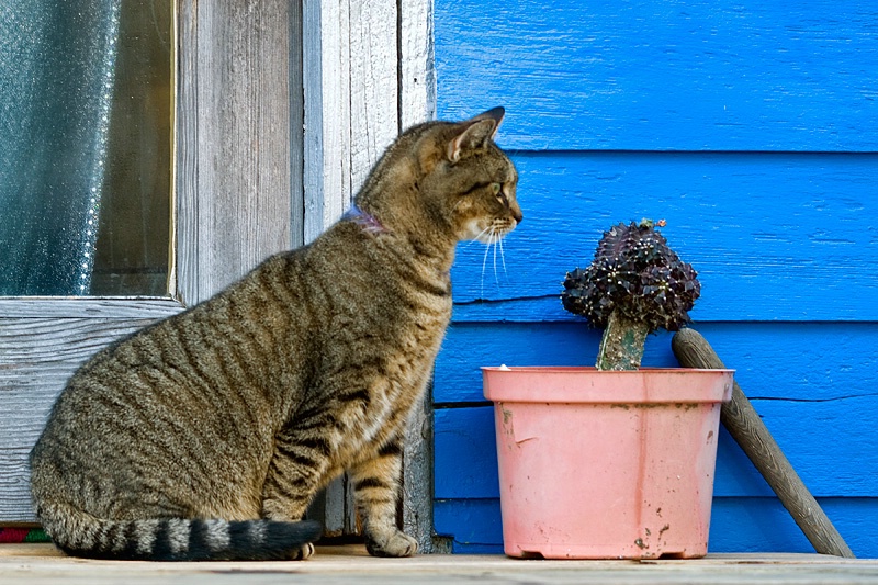 Cat and Cactus