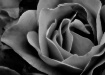 Black & White