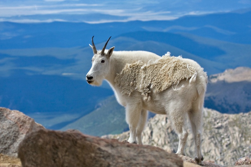 Mountain Goat View