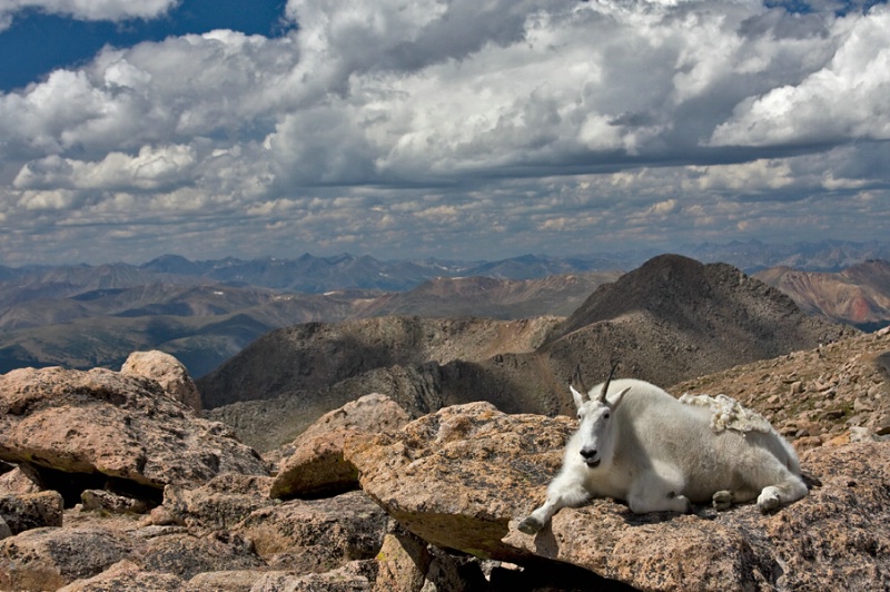 A Goat's View Of The Rockies