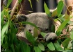 Panda Voyeur