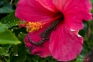 Flower Gecko