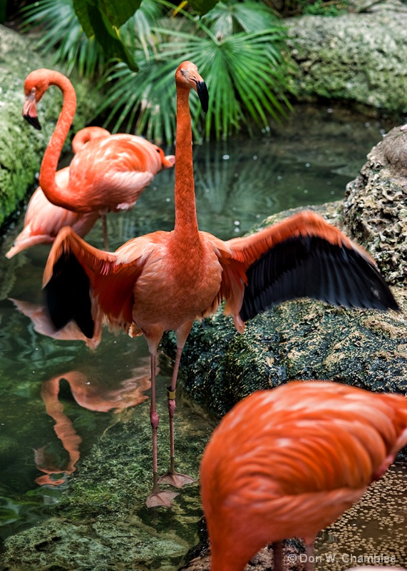 Hey, Do These Feathers Make Me Look Fat?