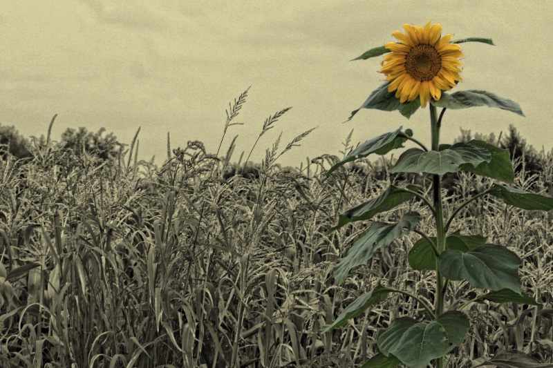 Sunflower in the Cornfield