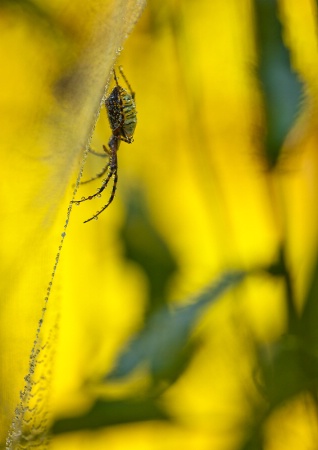 In My Garden