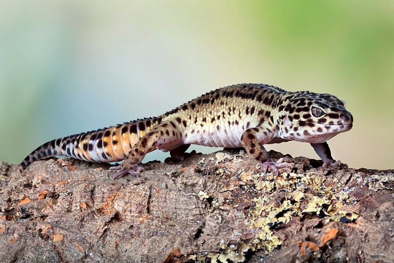 Black Pearl Leopard Gecko