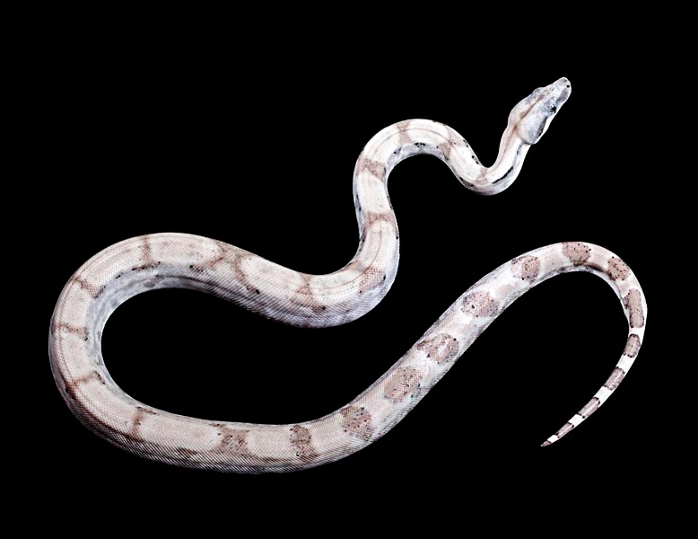 Anery Type 2 Super Ghost Boa