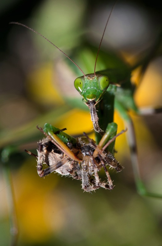 Spider Crunch