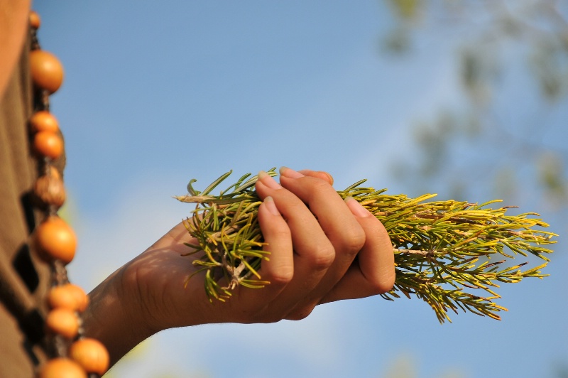 Rosmary Picking