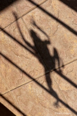 Frog Shadow