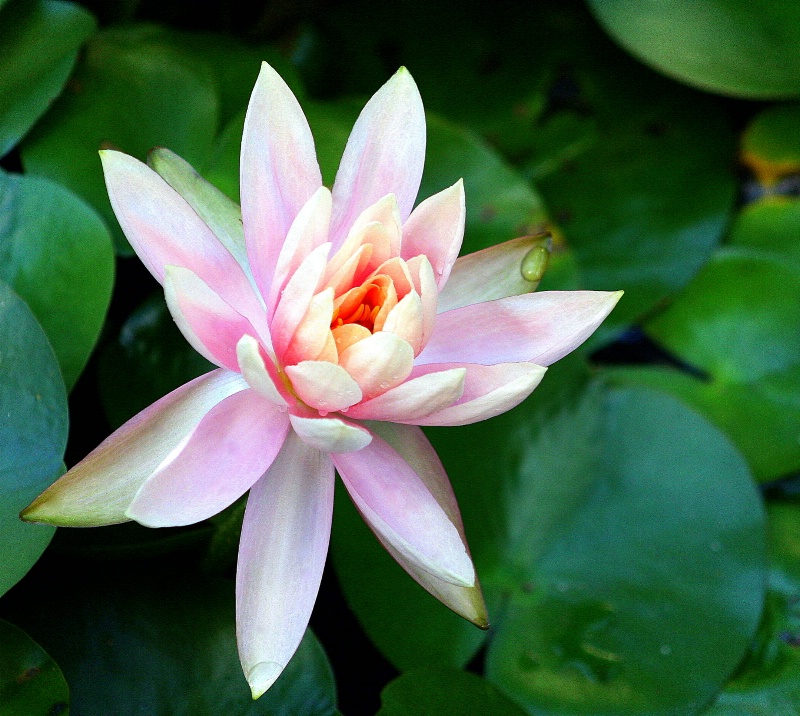 Water Lily in Pink.