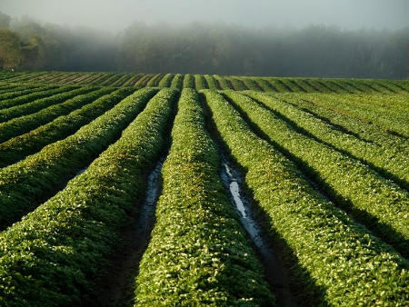 Green Waves