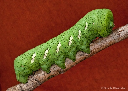 Upward Mobile Caterpillar