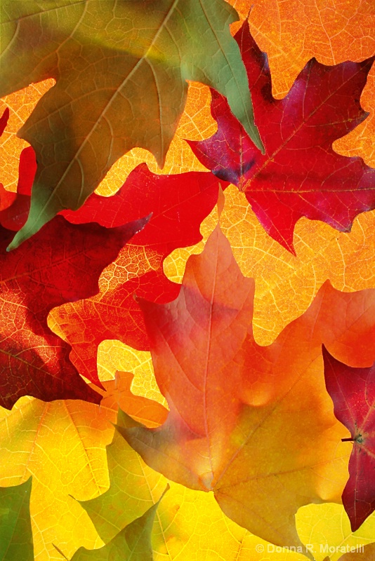 Autumns colorful shapes