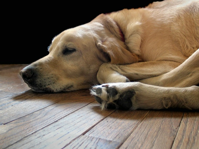 Peaceful Nap for Yogi