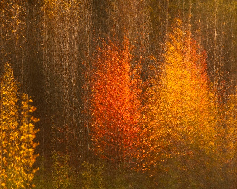 Autumn Abstract