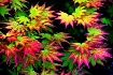 Fall Neon
