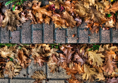 Autumn Browns