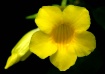 Yellow 2