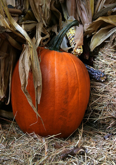 Pumpkin and Indian Corn