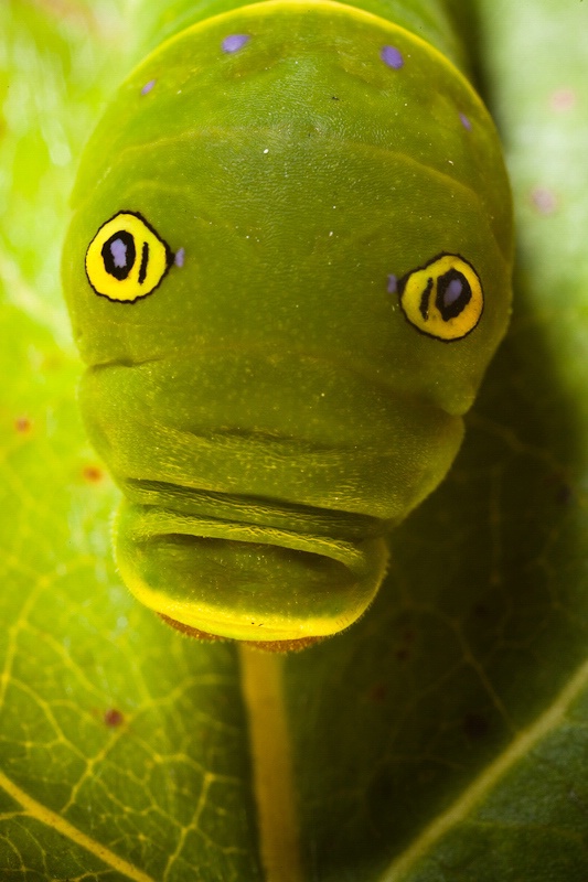 Eastern Swallowtail Caterpillar