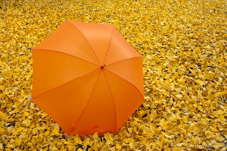 Umbrella in Fall