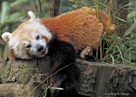 "Red Panda"